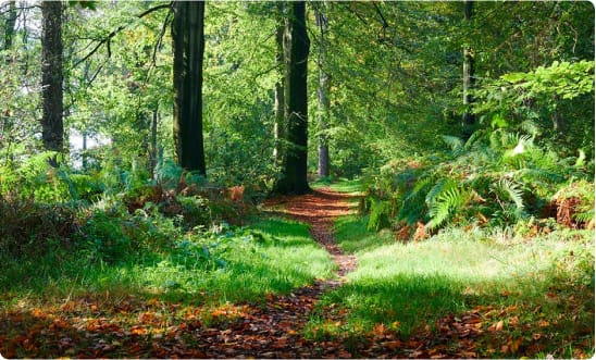 Biodiversity