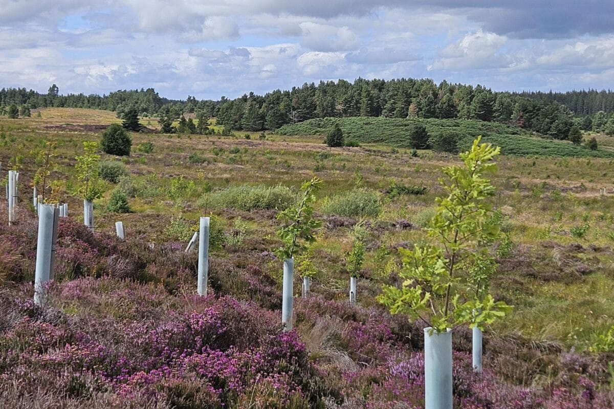 Ruallan Forest