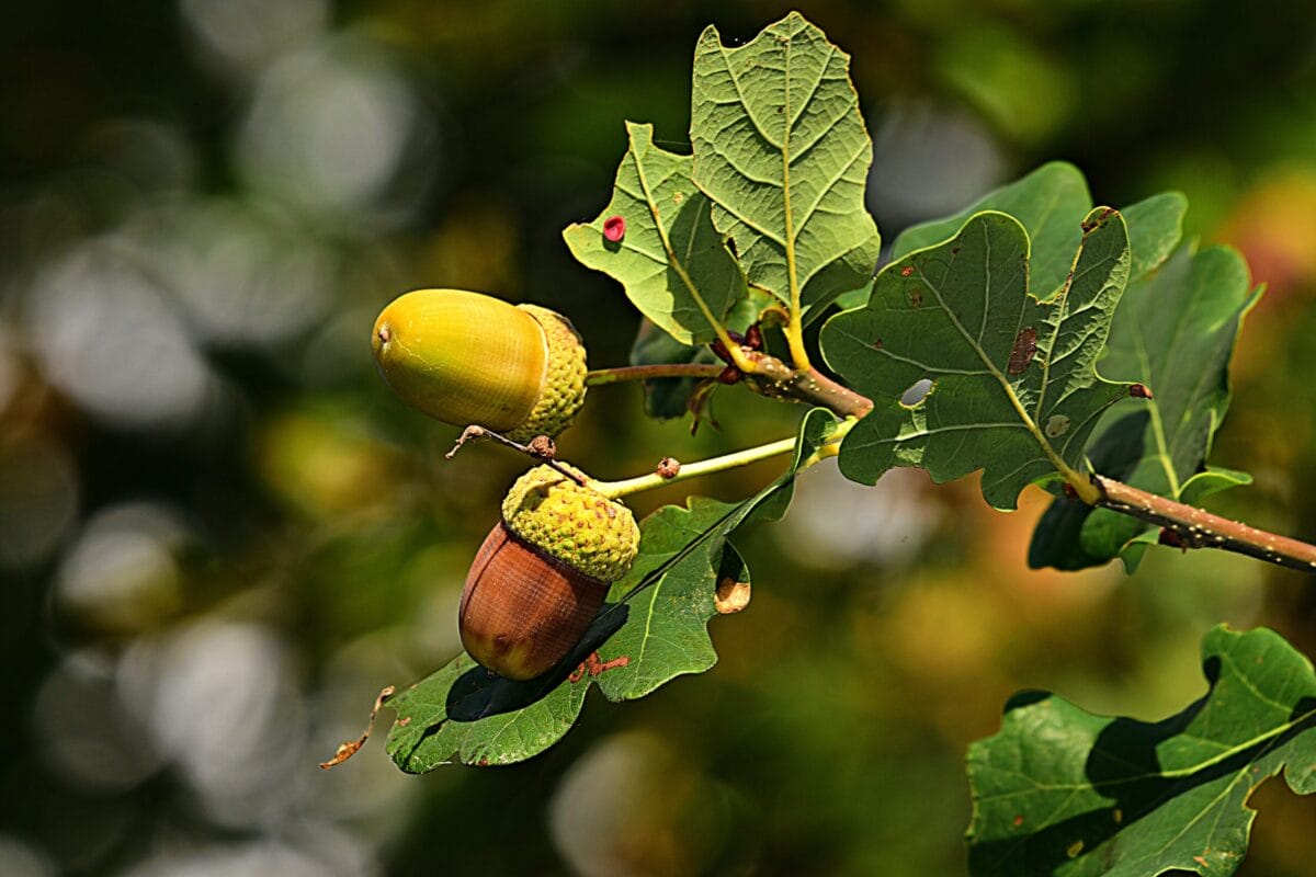oak leaves with acorn